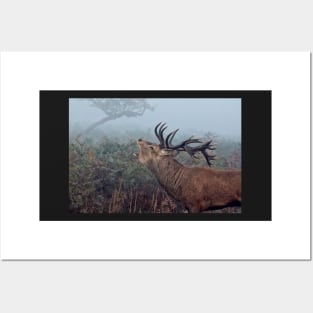 Red deer stag Posters and Art